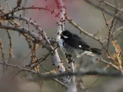Lesson's Seedeater thumbnail 2