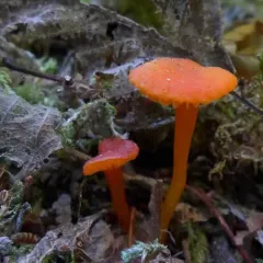 Hygrocybe constans thumbnail 3