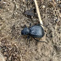 Philolithus densicollis thumbnail 4