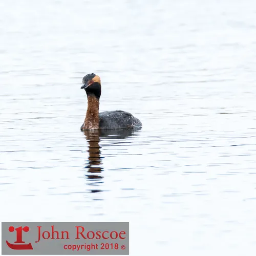 Horned Grebe