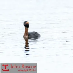 Horned Grebe thumbnail 1