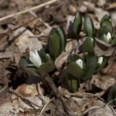 snow trillium thumbnail 4