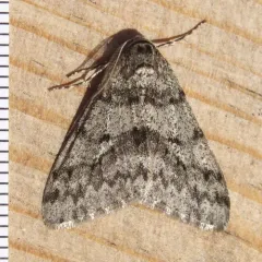 Small Phigalia Moth thumbnail 4
