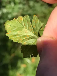 Mock Strawberry Rust thumbnail 4
