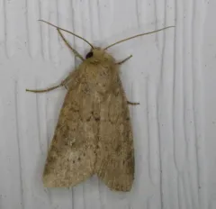 Northern Scurfy Quaker thumbnail 3