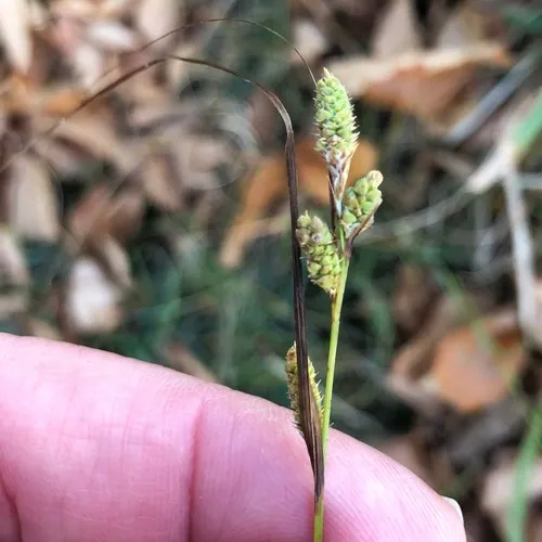 Swan's sedge