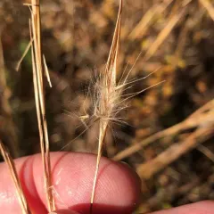 broomsedge bluestem thumbnail 3