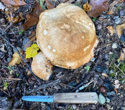 Tricholoma grave