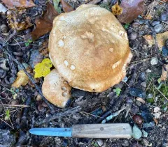Tricholoma grave thumbnail 1
