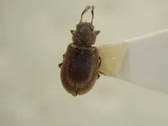 Paratenetus exutus thumbnail 4