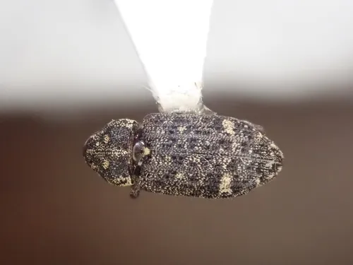 Balsam Bark Weevil