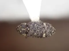 Balsam Bark Weevil thumbnail 1