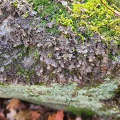Fringed Kidney Lichen thumbnail 1