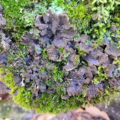 peppered pelt lichen thumbnail 2