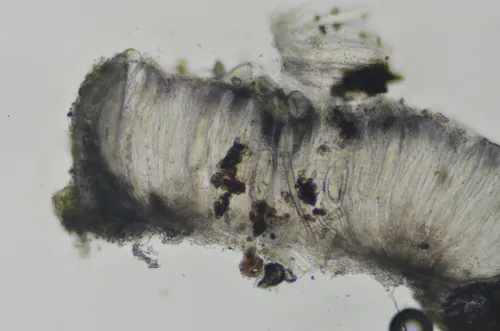 Pertusaria stenhammarii