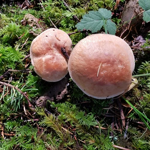 Bitter Brown Leucopax
