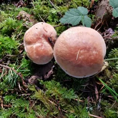 Bitter Brown Leucopax thumbnail 1