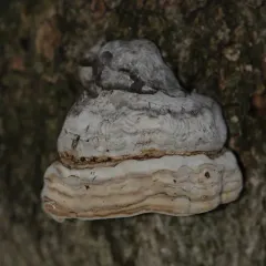 Hoof Fungus thumbnail 5