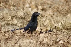 Groove-billed Ani thumbnail 4