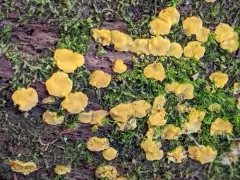 Dacrymyces corticioides thumbnail 1