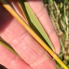 Saltmarsh Cordgrass thumbnail 1