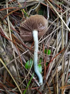 Peppery Roundhead thumbnail 2