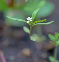 slender collomia thumbnail 2
