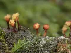 Trichia botrytis thumbnail 2