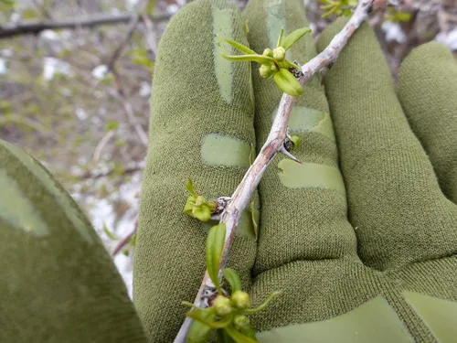 Prinsepia sinensis