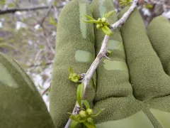 Prinsepia sinensis thumbnail 1