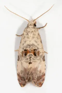 Arthur’s sunflower moth thumbnail 2