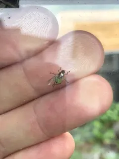 Ornithomya bequaerti thumbnail 3