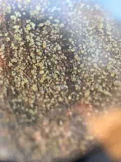 Rinodina subpariata thumbnail 1