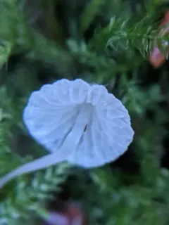 Mycena aciculata thumbnail 3