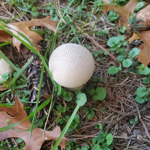 Pestle Puffball