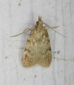 Acallis alticolalis thumbnail 3
