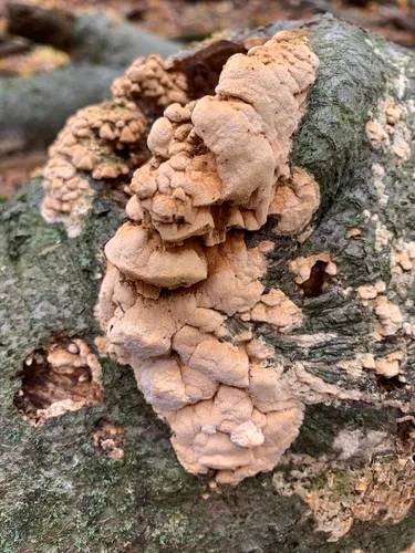 Xylodon ovisporus