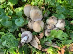Coprinopsis depressiceps thumbnail 1