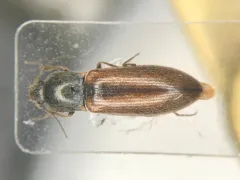 Liotrichus falsificus thumbnail 1