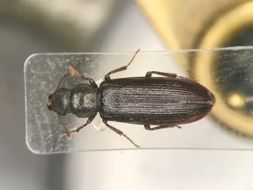 Burnt Conifer Bark Beetle