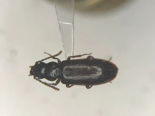 Necklace-horned Dead Log Beetle