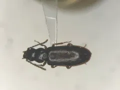 Necklace-horned Dead Log Beetle thumbnail 1