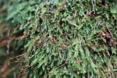 Muhlenbeck's Feather-moss thumbnail 1