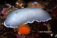 White-lined Aldisa thumbnail 3