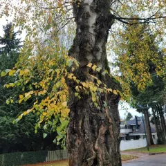 silver birch thumbnail 3