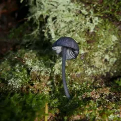 Blue Edge Pinkgill thumbnail 2