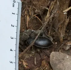 Gravel Ground Beetle thumbnail 2