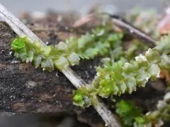 Greater Pawwort thumbnail 4