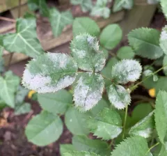 Rose Powdery Mildew thumbnail 3