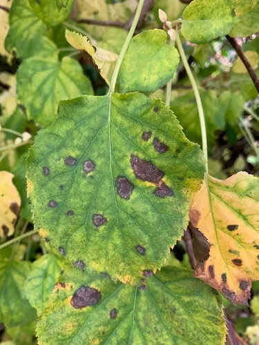 Cercospora hydrangeae